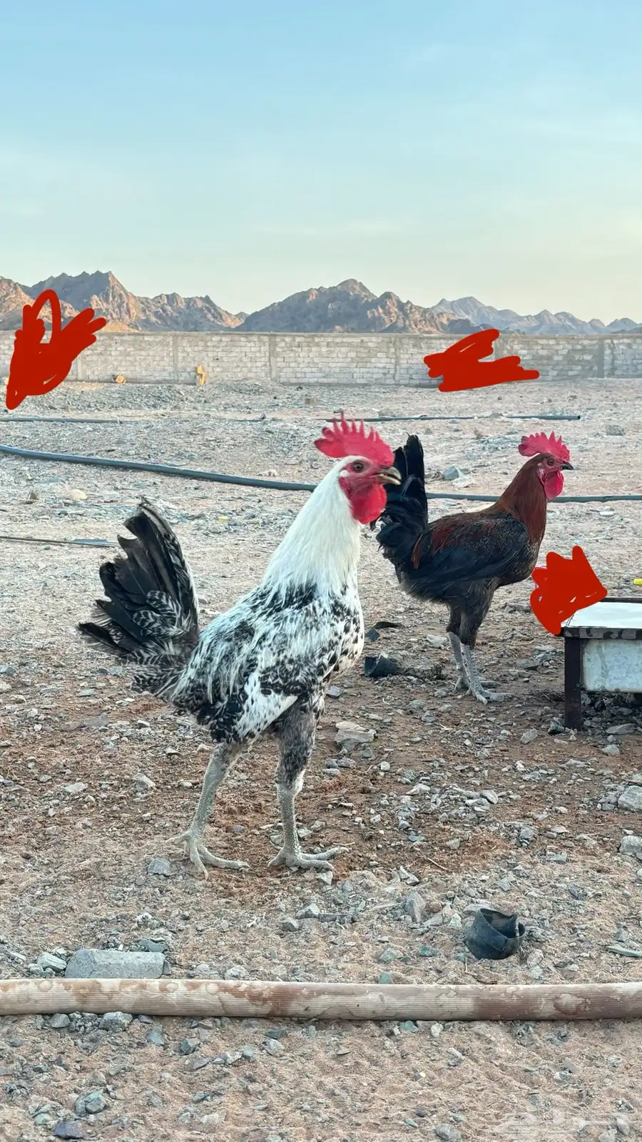 للبيع ديك بلدي وديك فيومي 0