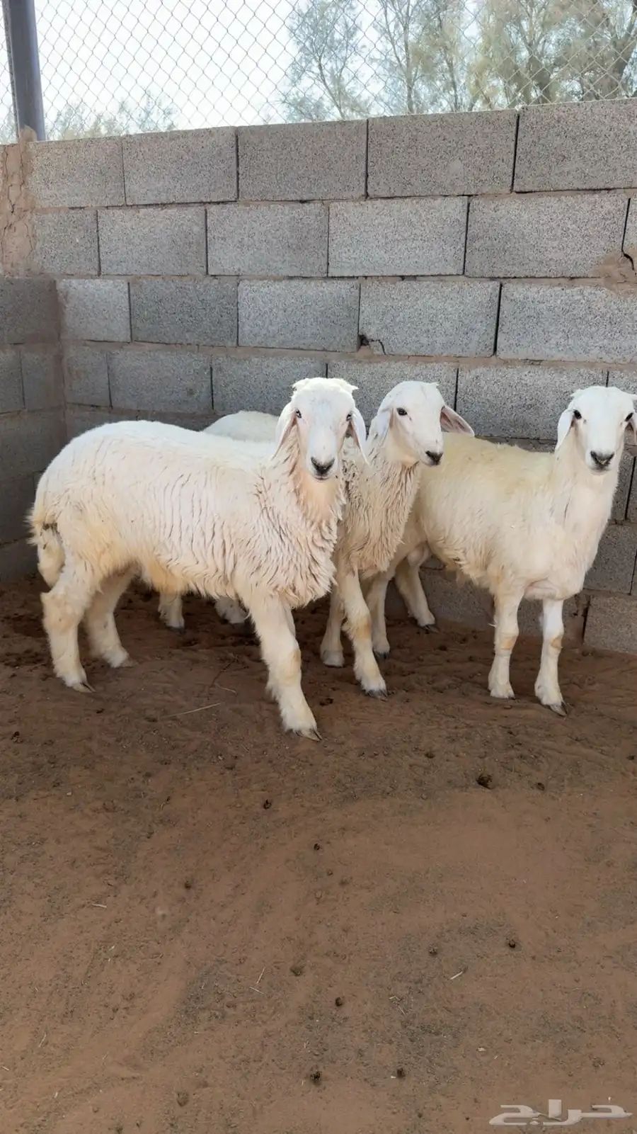 ذبايح للبيع طيبه بالبكيريه 1