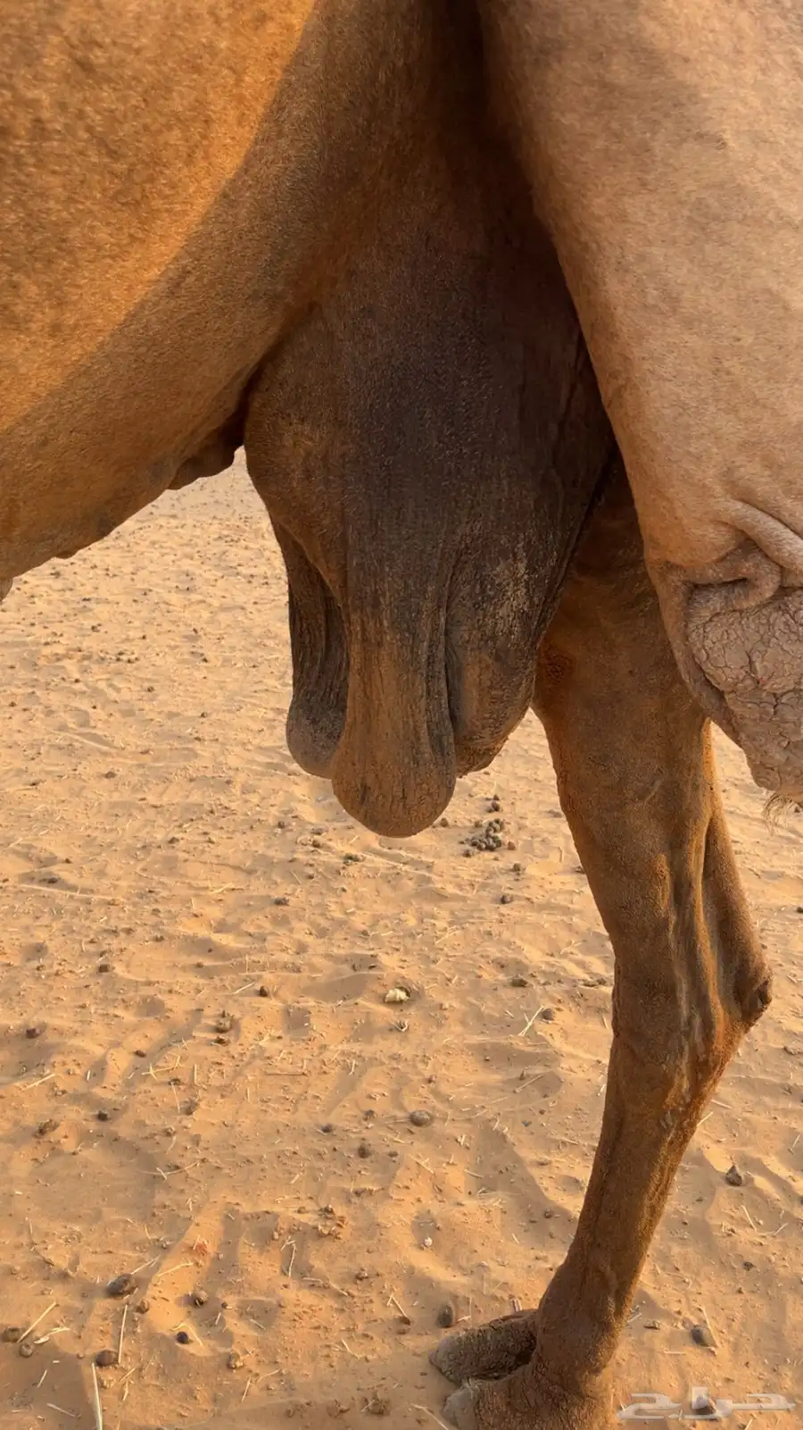 خفوت 1
