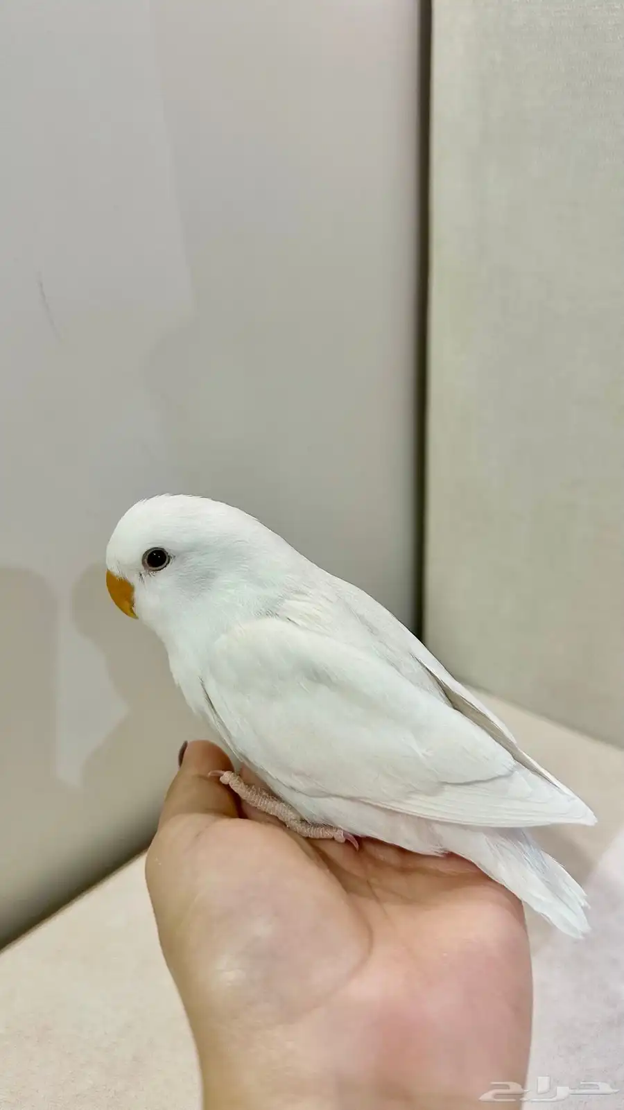 روز 2
