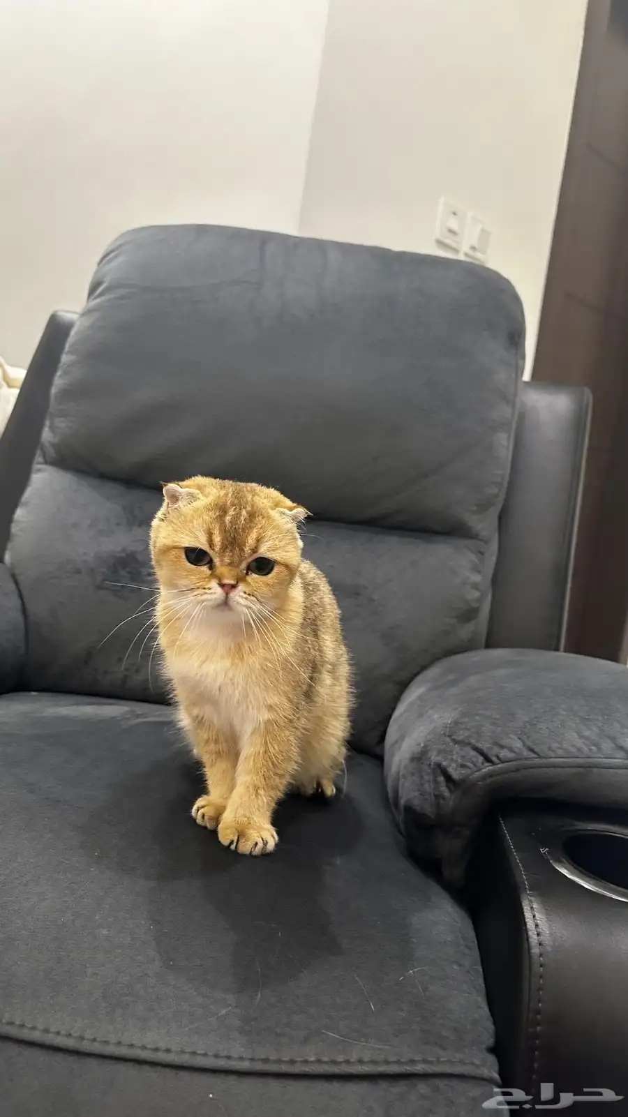 قطة سكوتش فولد بيور 3