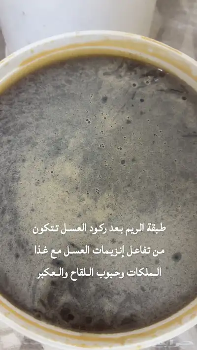 عسل طلح الشمال البري الطبيعي 1