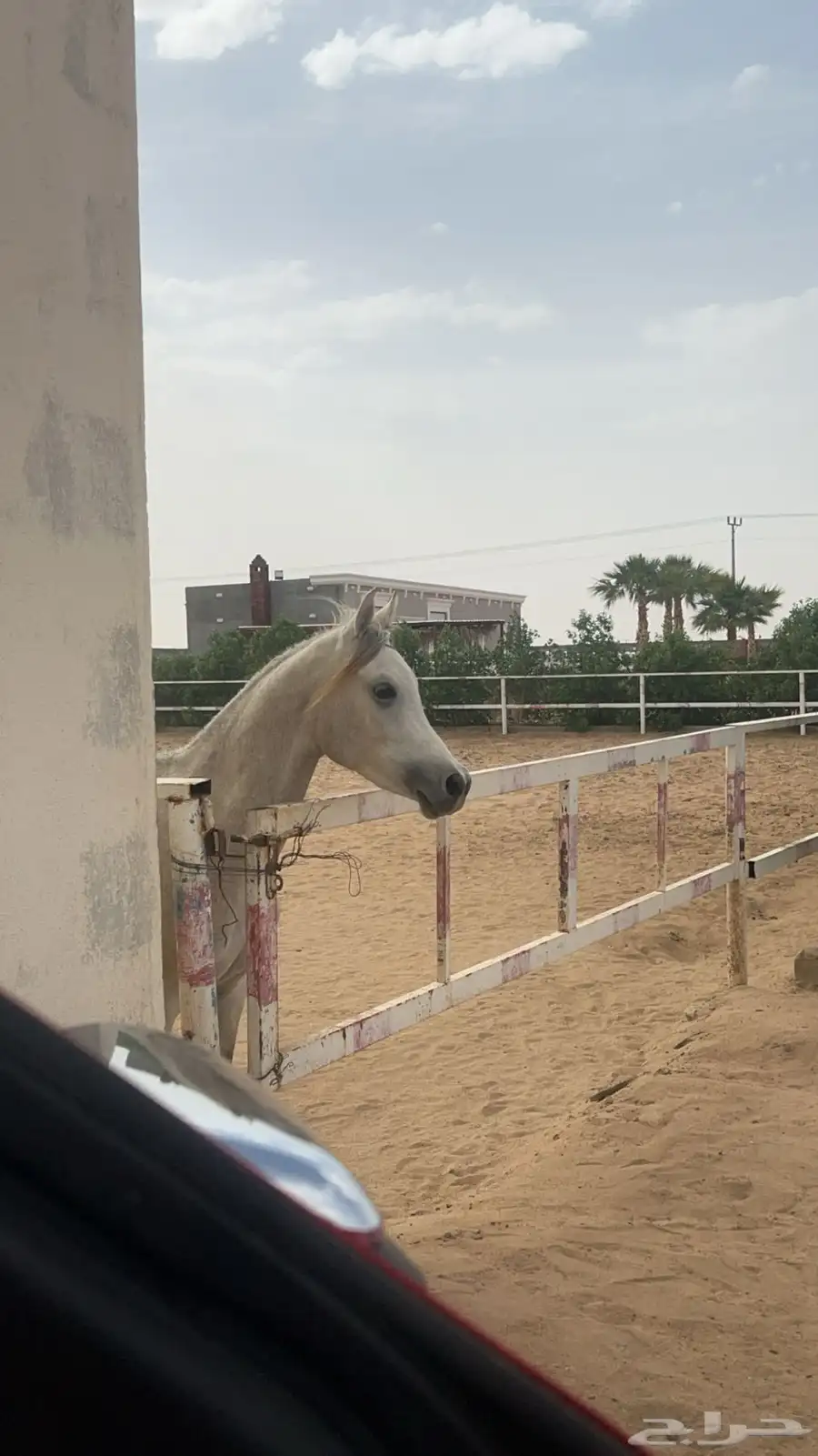 مهر عربي 4