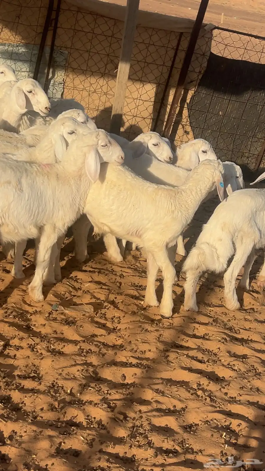 بهم حري 2