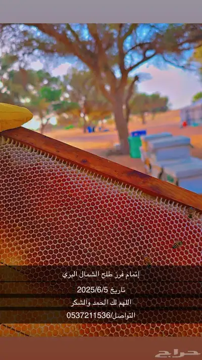 عسل طلح الشمال البري الطبيعي 2