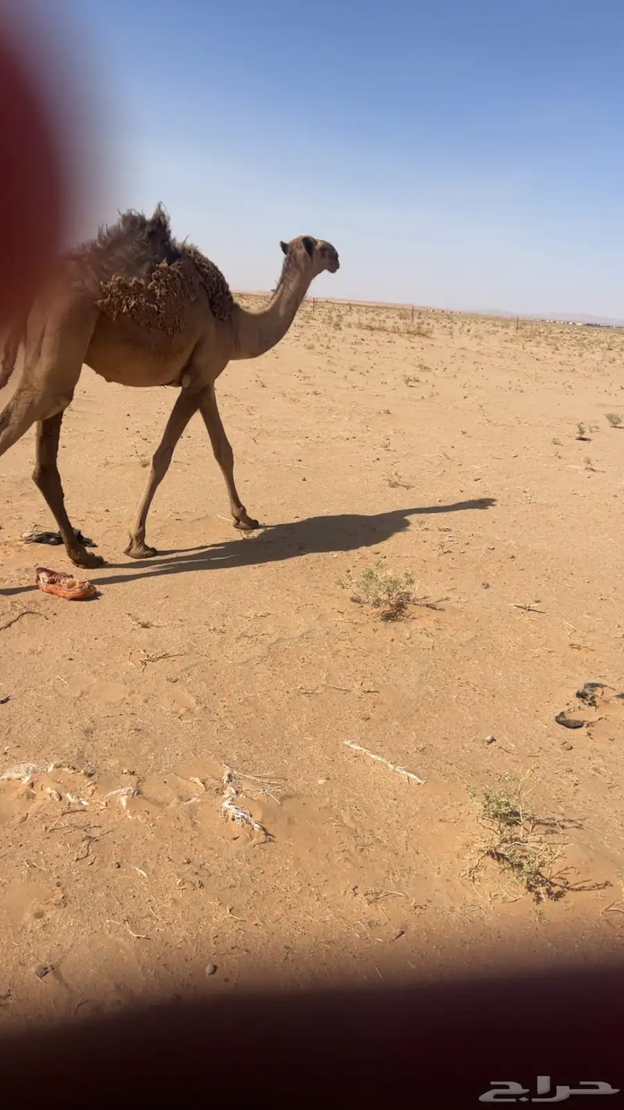 قعود مفرود 1