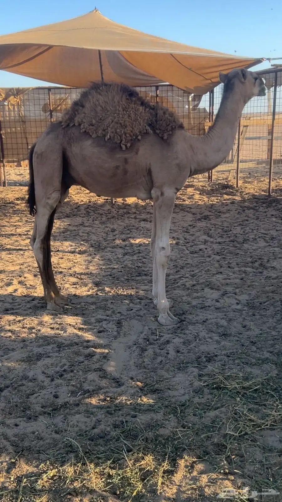 حاشي على حليب أمة للبيع 0