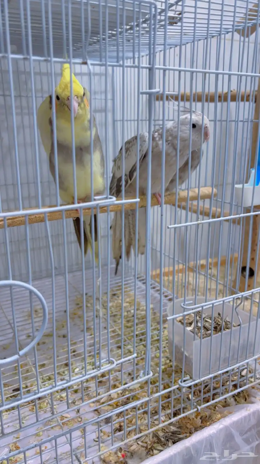 زوج كروان منتج 1