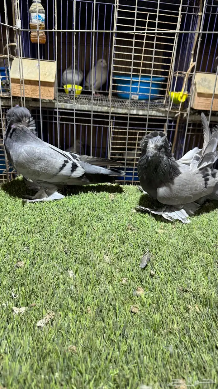 حمام بخاره 2