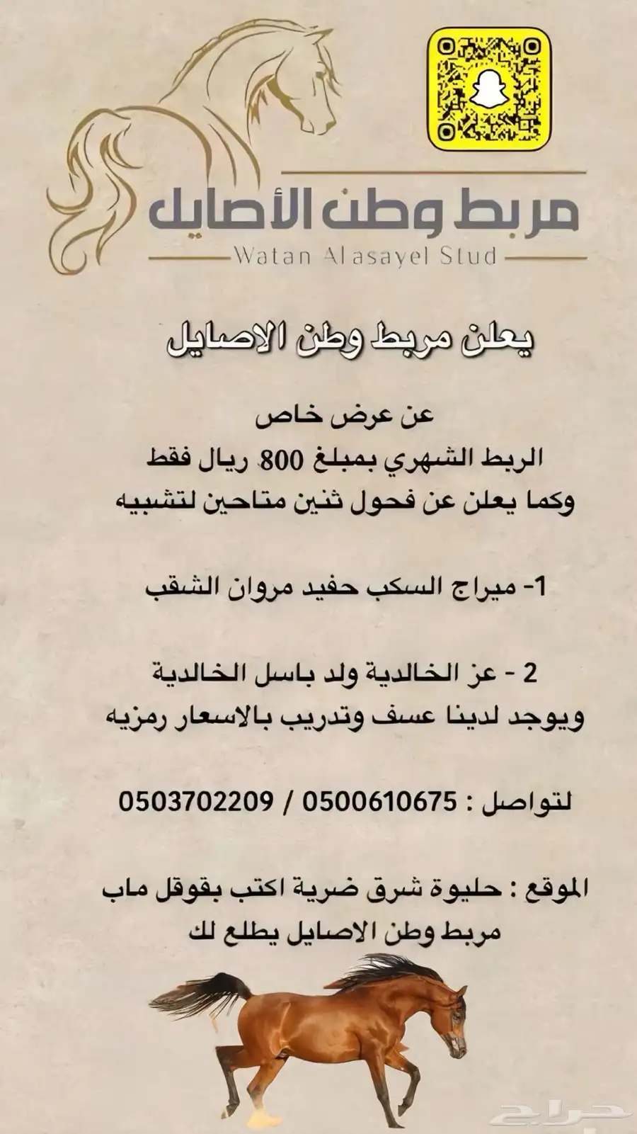 مربط وطن الاصايل لدينا عسف وايواء وفحل متاح لتشبيه 0