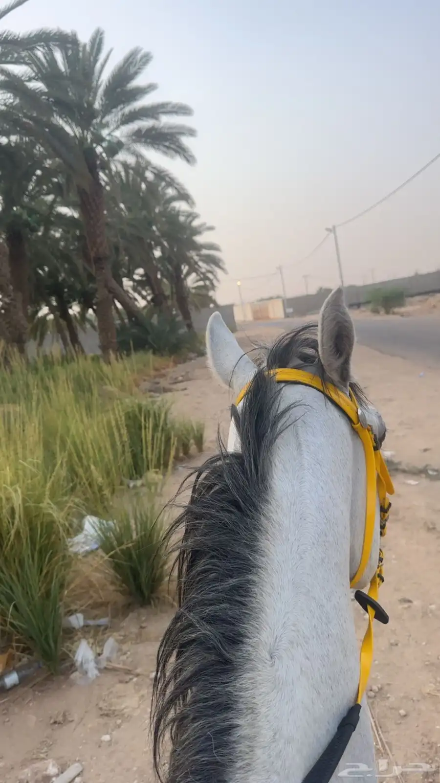 حصان شعبي للبيع وادي الدواسر 1