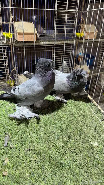حمام بخاره 9
