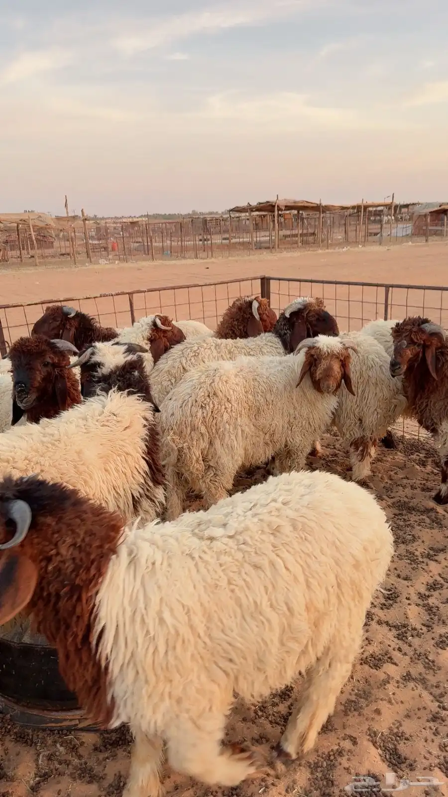 12خروف نعيمي بلدي فاخر ( بريدة) 6