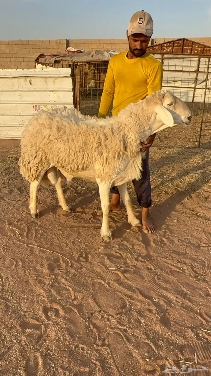 فحل حري مشروط 2