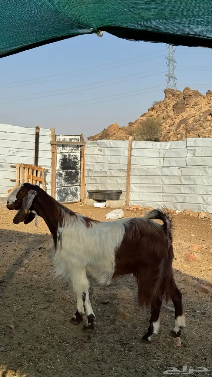 عنز مصريه دافع 2