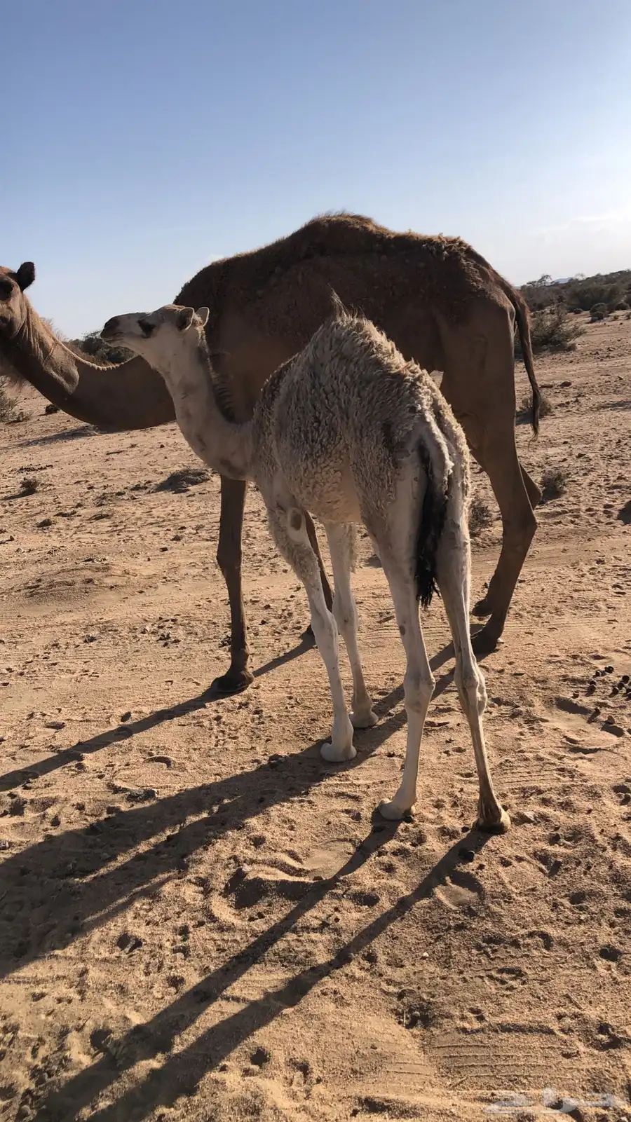 خلفه للبيع 3