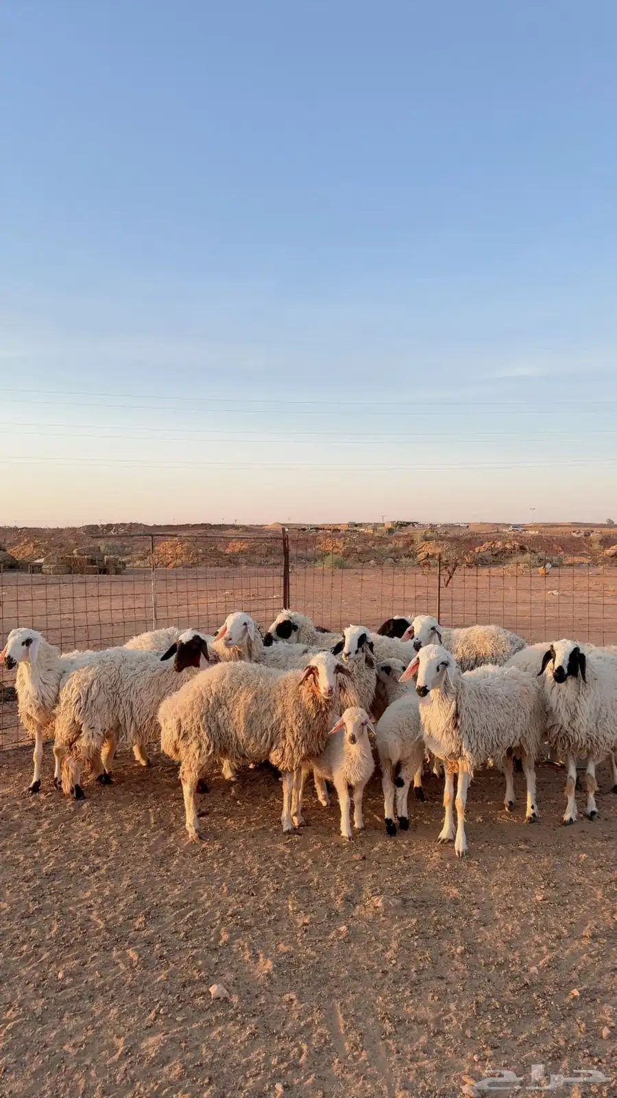 جذعات وثنوات مواليد ودفيع ( بريدة) 1