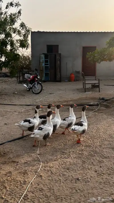 وز للبيع 5