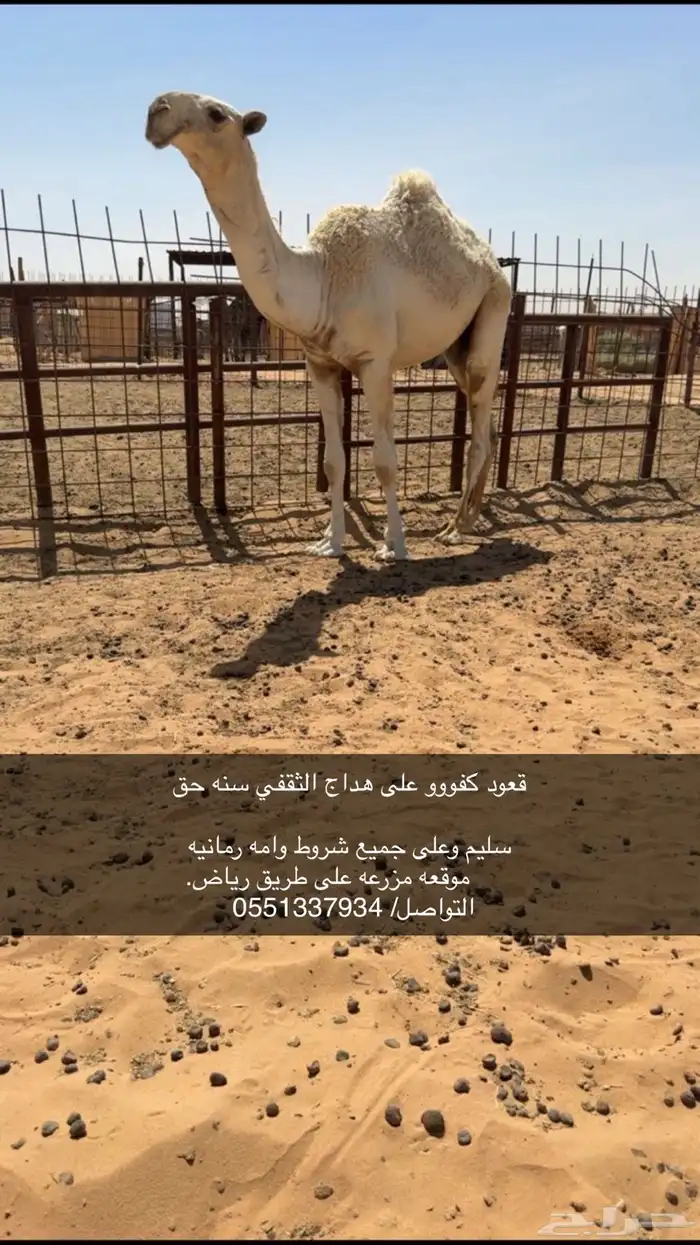 قعود فحل نادر 0