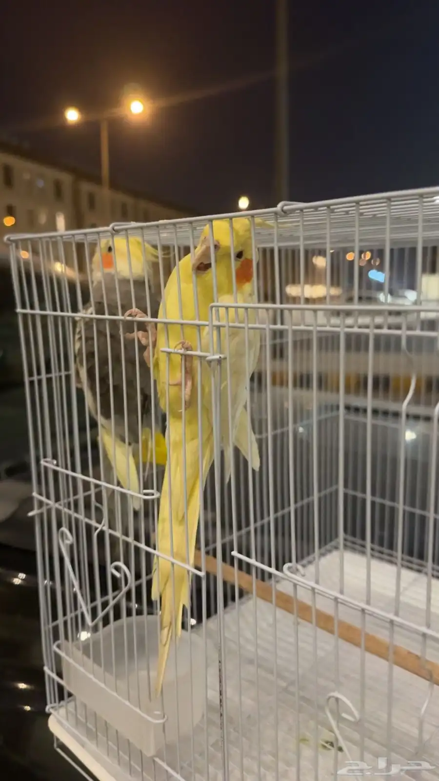 طيور 0
