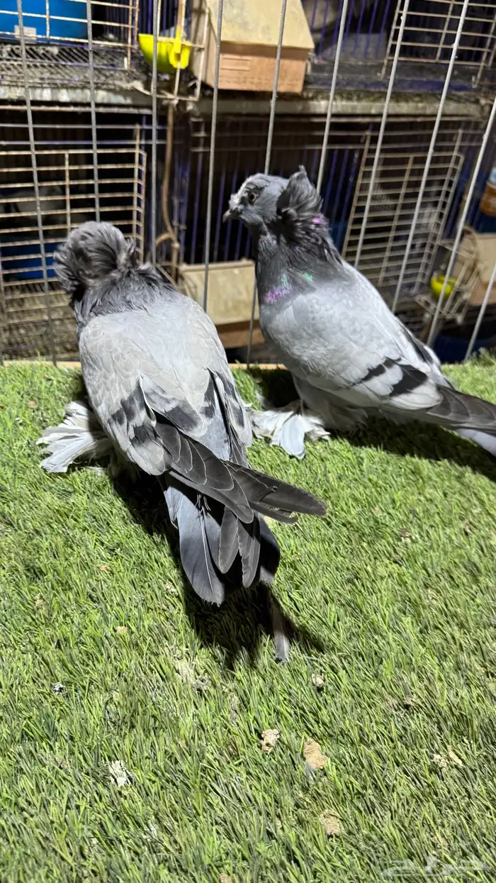 حمام بخاره 6