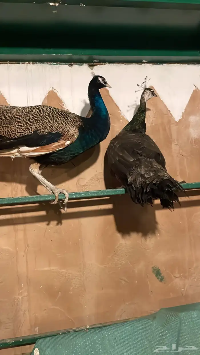 جوز طاووس منتج بيض 2