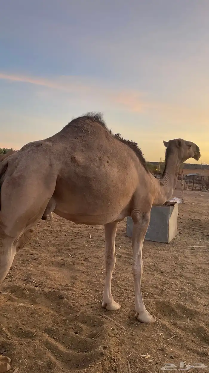 تفاصيل اناقه واتس 2