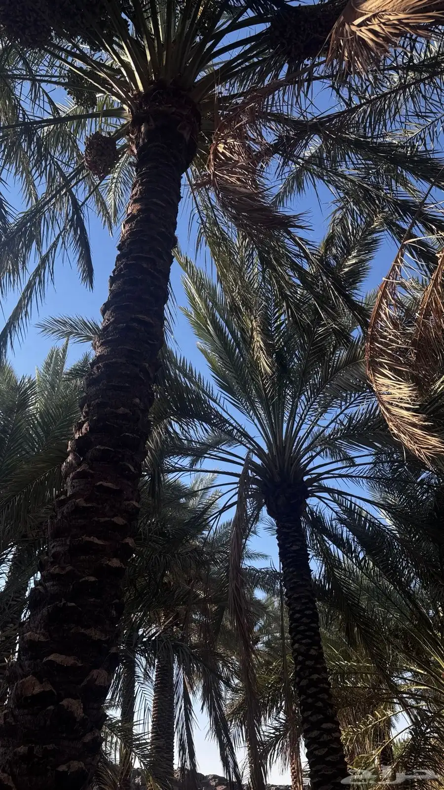 طلع نخل للبيع 7