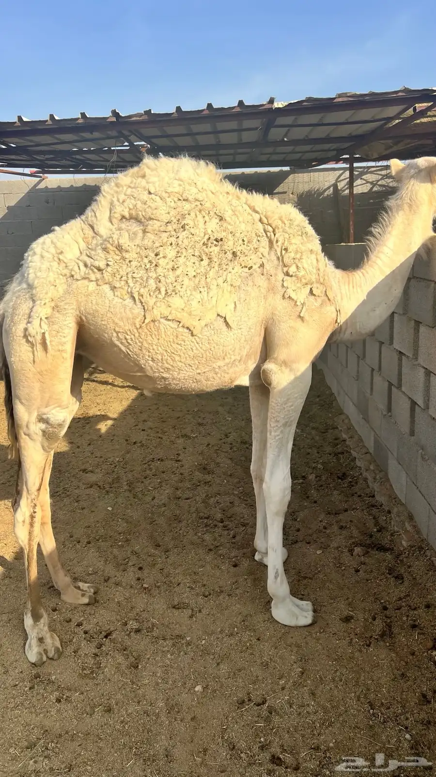 للبيع حشو وبكار 3