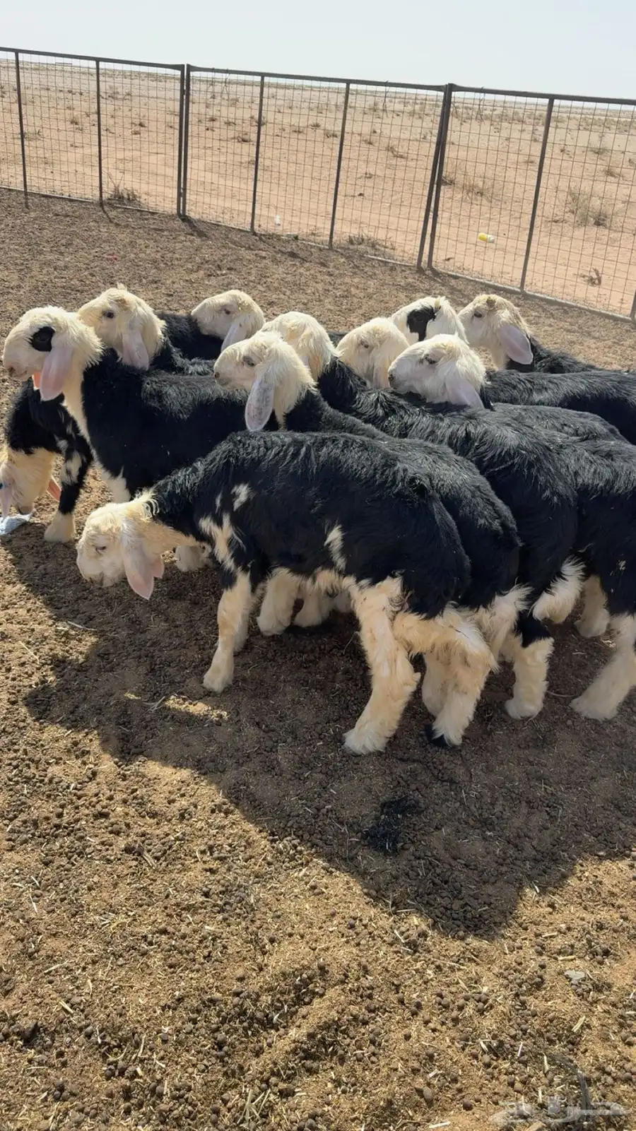 للبيع 3