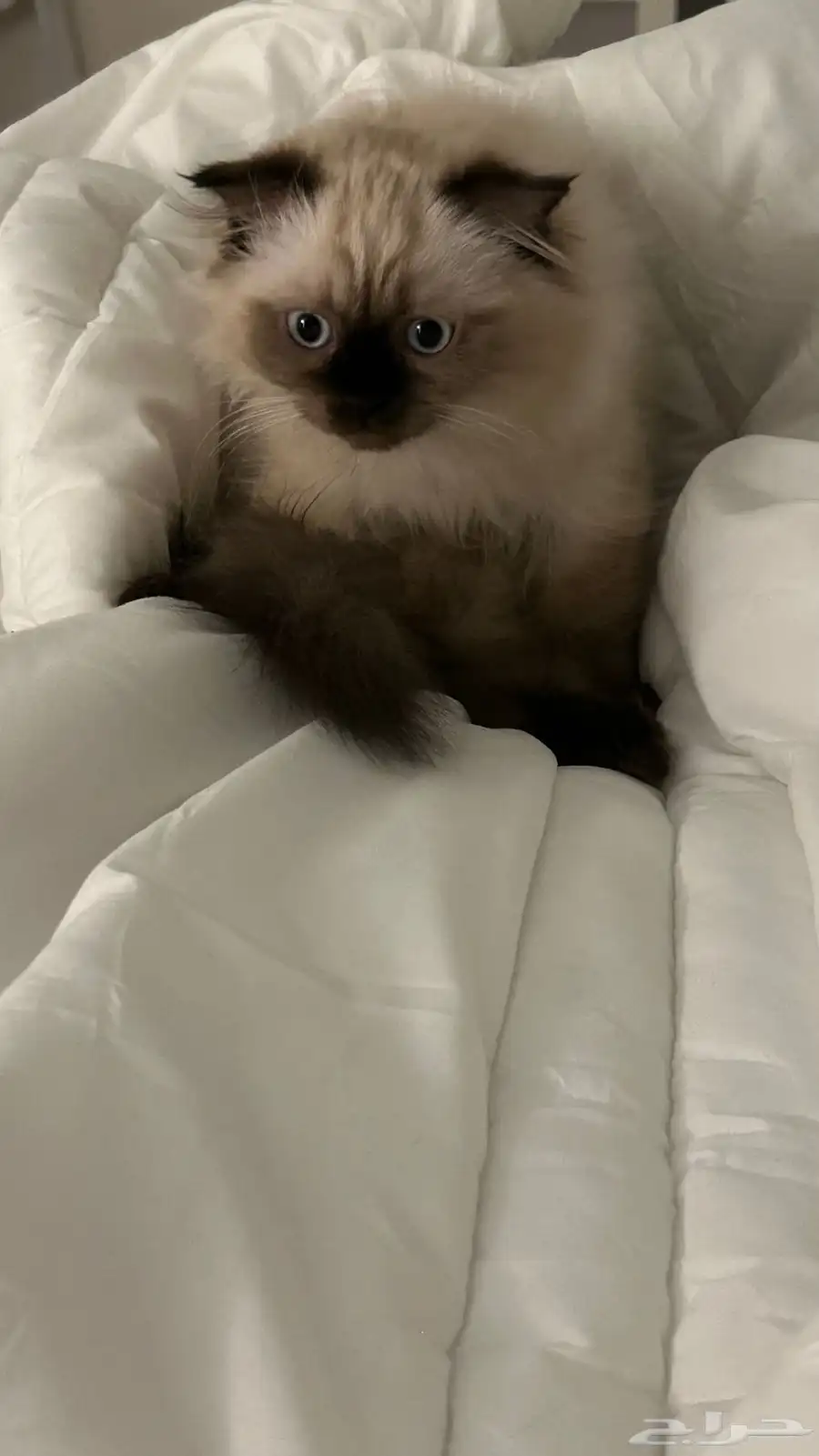 قطط 0
