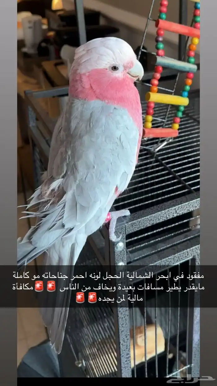 طير مفقود كوكاتو قالا 0