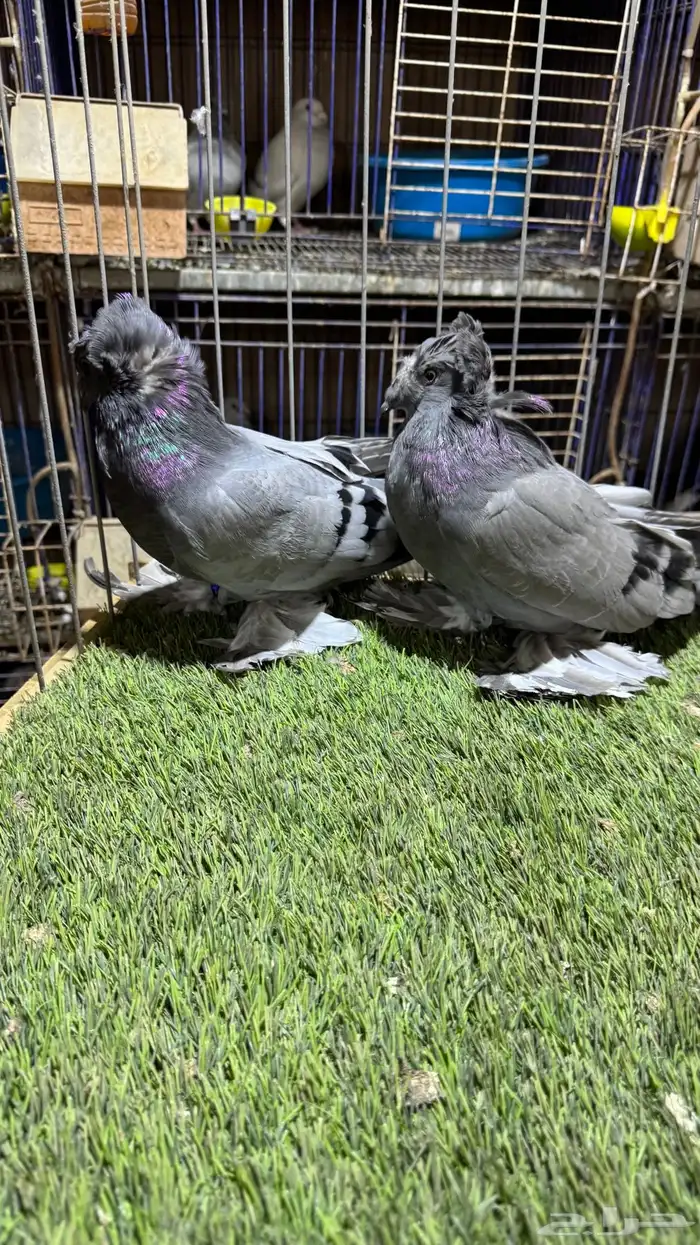 حمام بخاره 0