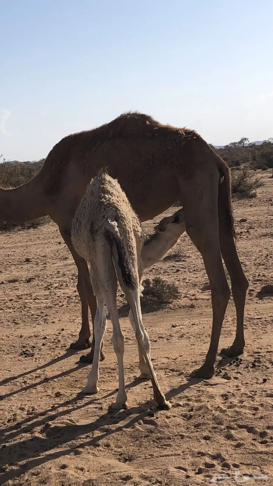 خلفه للبيع 0