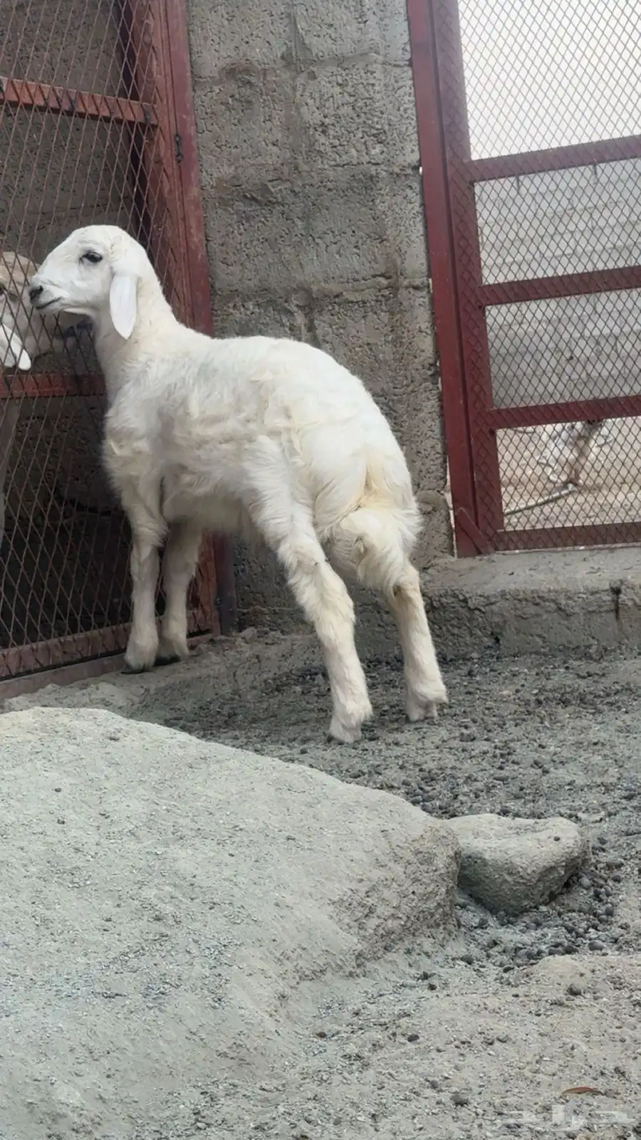 طلي حري صنف 3