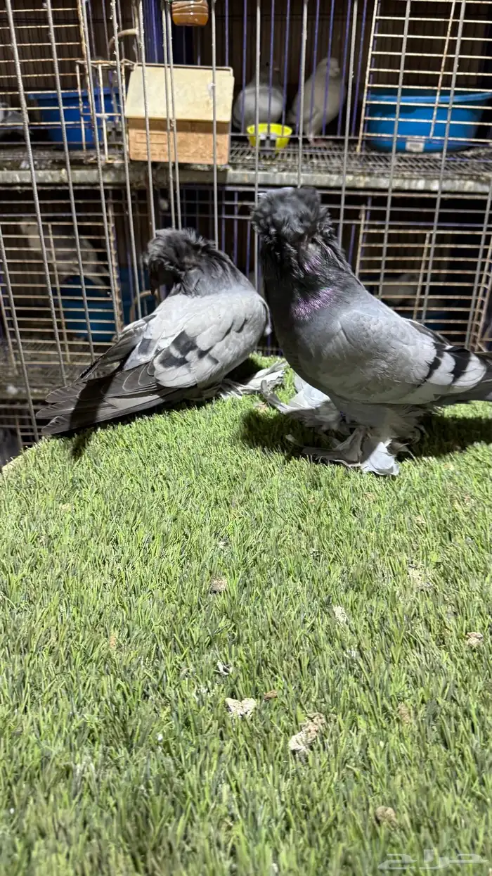 حمام بخاره 5