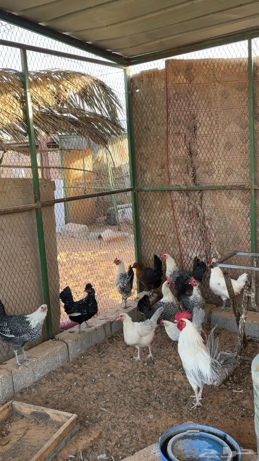 دجاج للبيع 1