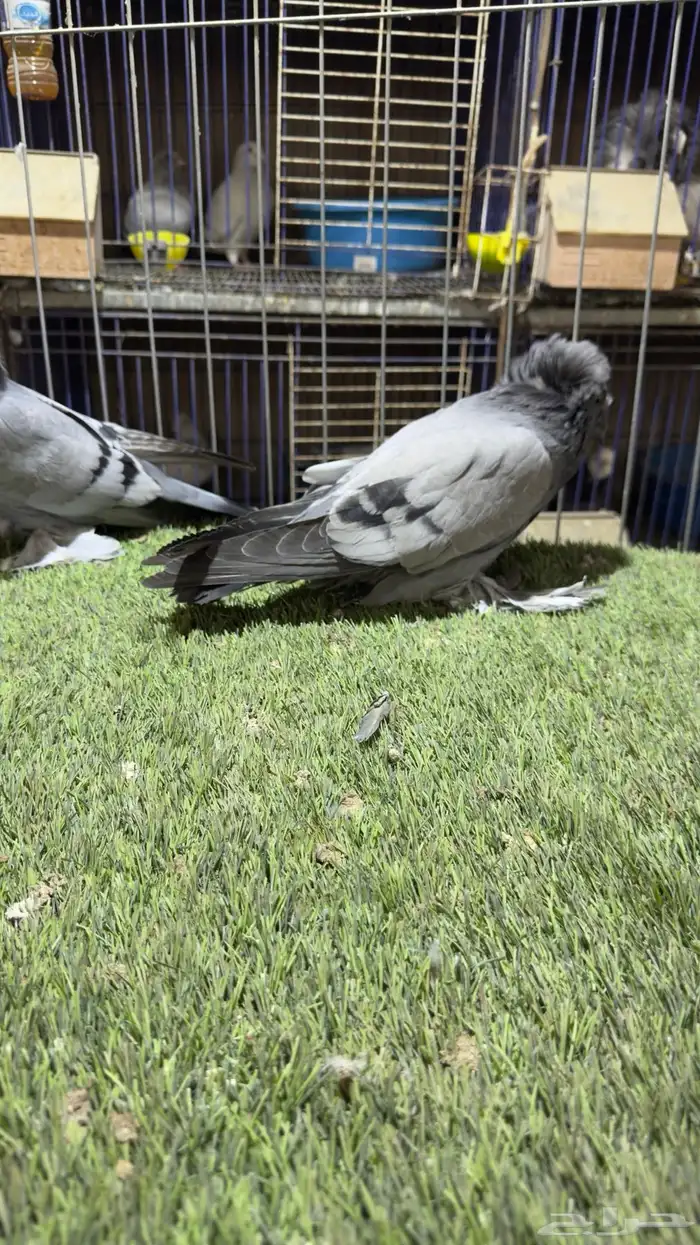 حمام بخاره 1