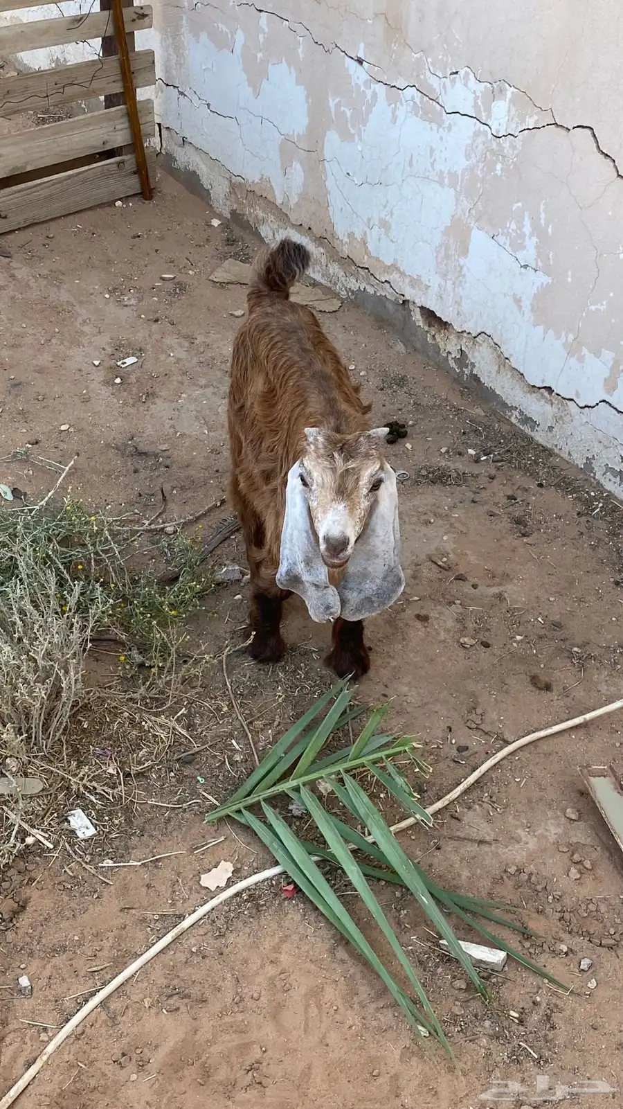 للبيع عنز معها تيس 0