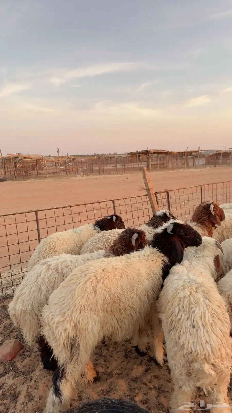 12خروف نعيمي بلدي فاخر ( بريدة) 4