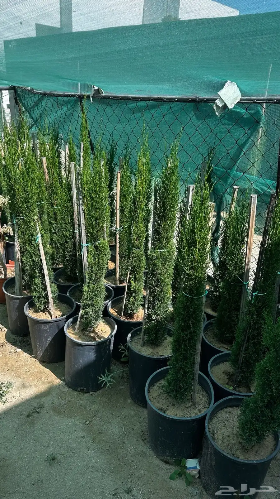 سرو ايطالي 1