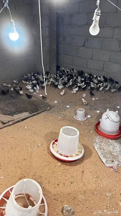 صوص بالدي وفيومي 0