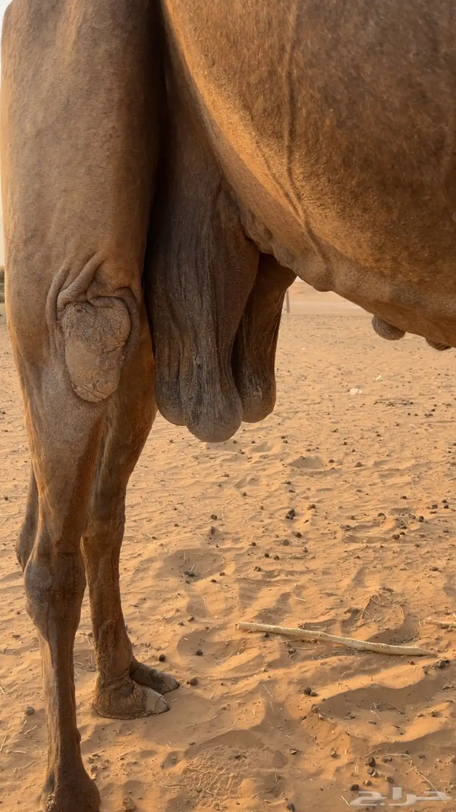 خفوت 0