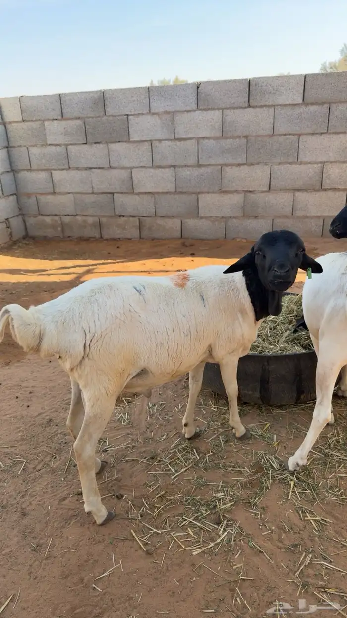 ذبايح للبيع طيبه بالبكيريه 2