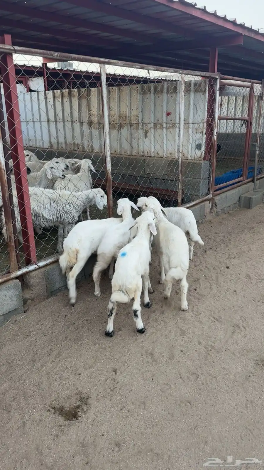 بهم 0