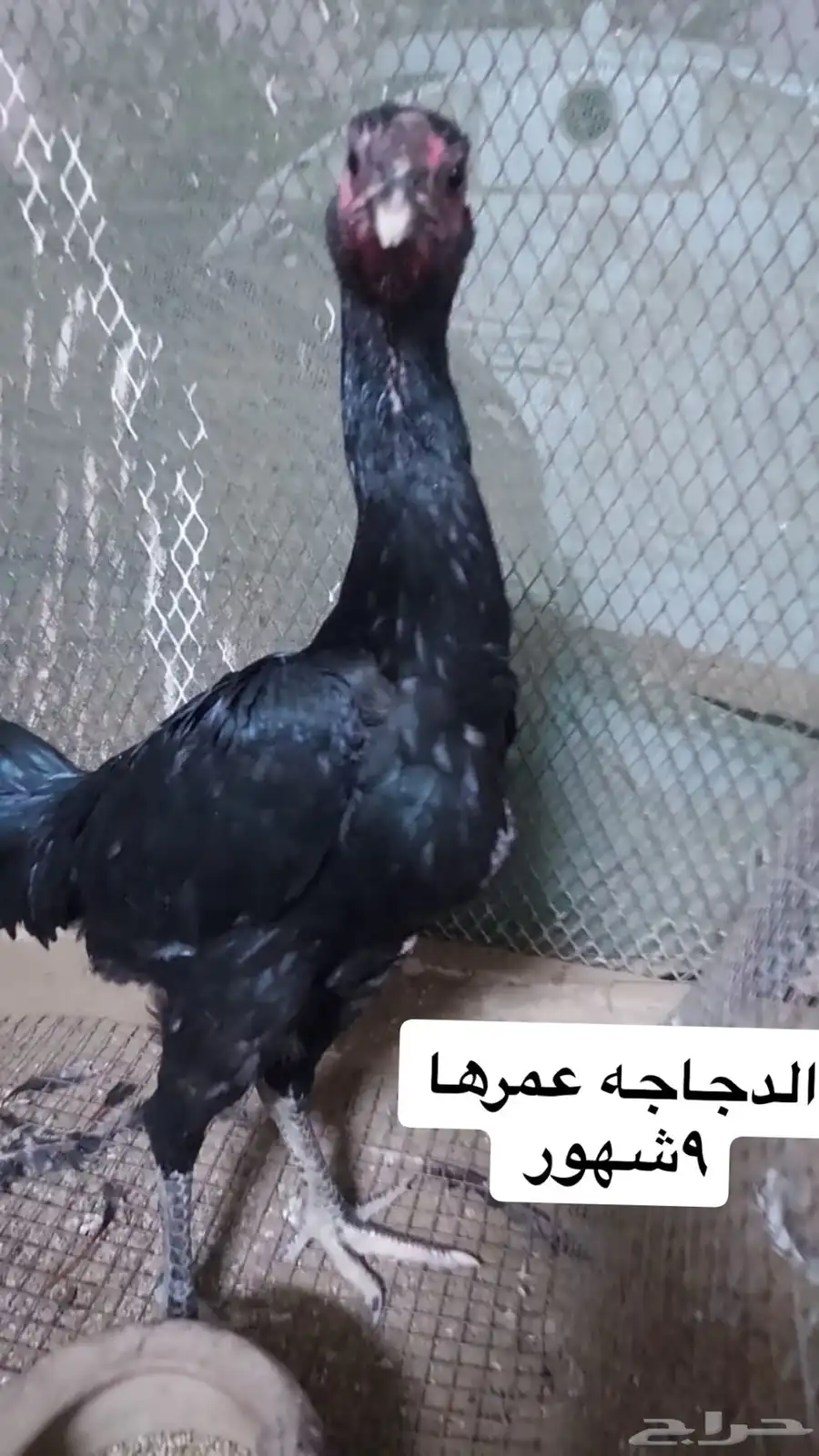 دجاج شامو الماني جبنيز سبرايت 0