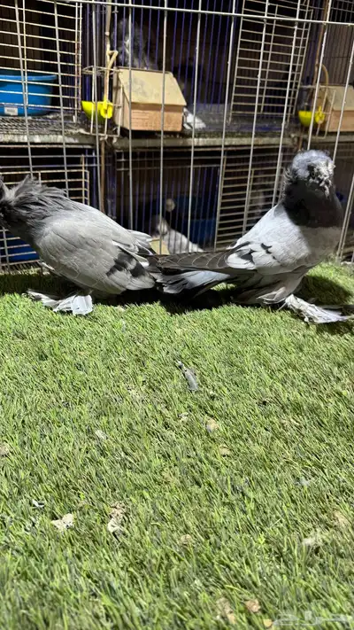 حمام بخاره 3