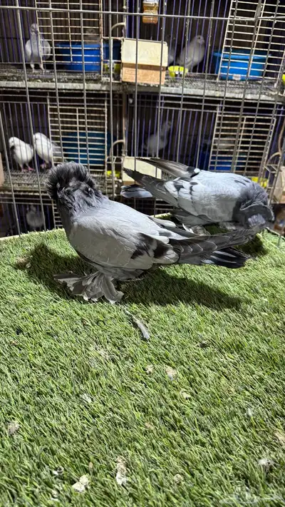 حمام بخاره 4