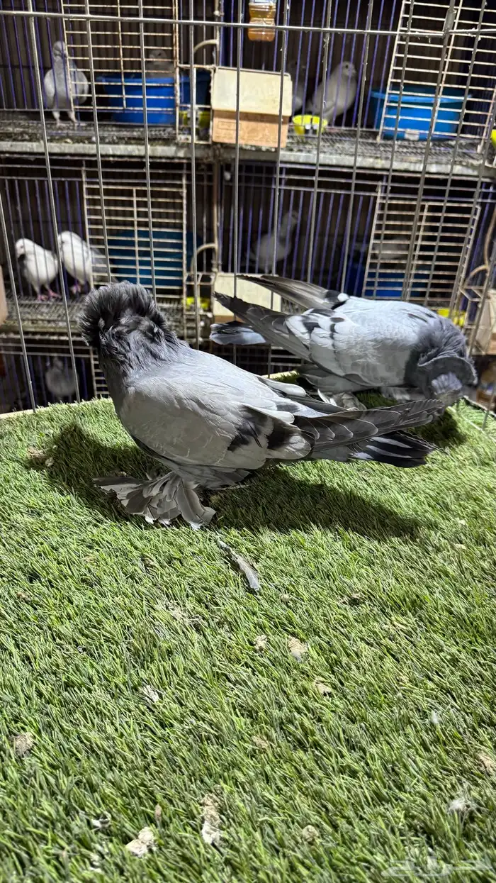 حمام بخاره 4