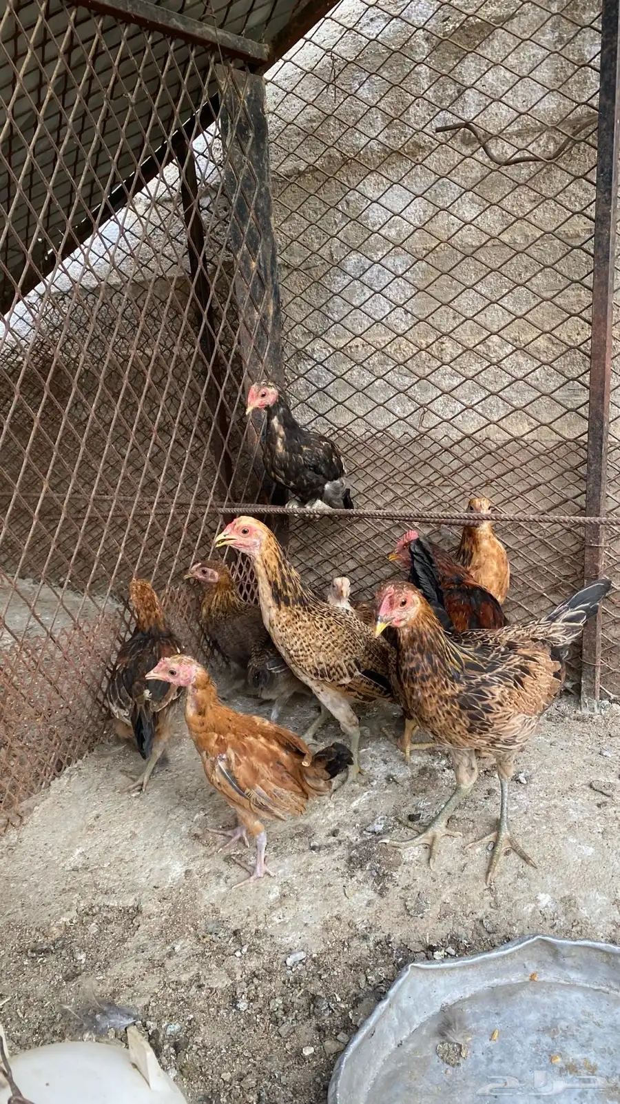 فرانيج دجاج بادي 3